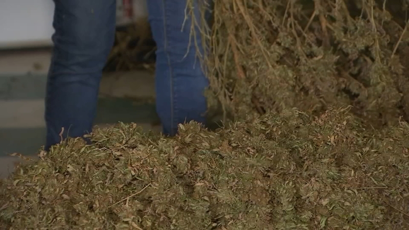 smokable-hemp-farmers-react-after-ban-passes-abc11-raleigh-durham