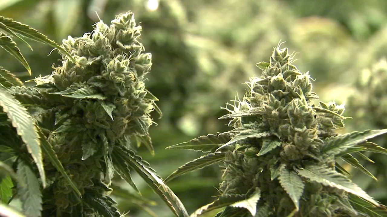 Want to open a new recreational marijuana dispensary in Chicago? You'll have to wait