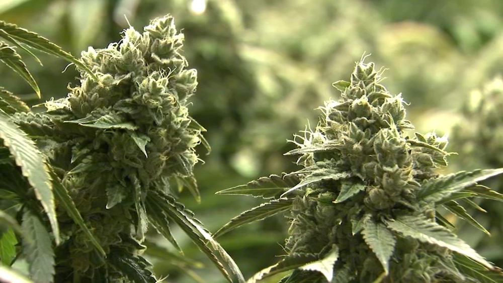 Want to open a new recreational marijuana dispensary in Chicago? You'll have to wait