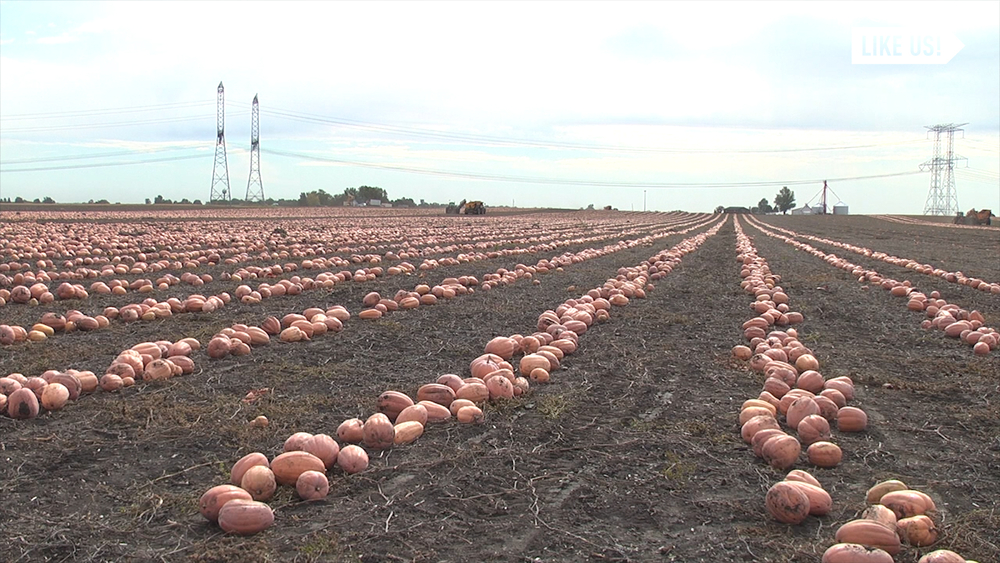 The Pumpkin Capital of the World