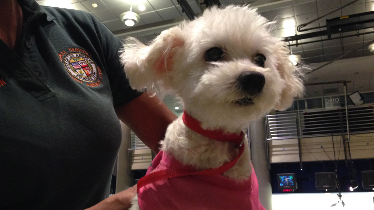 Pet of the Week: Havanese mix named Candy