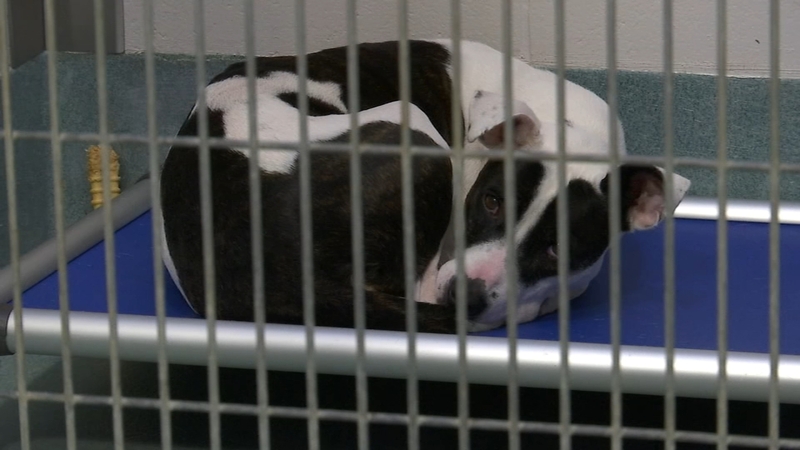 More than 150 cats, 110 dogs looking for forever homes at Wake County