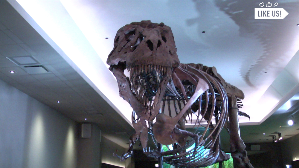 Smell Stinky Dino Breath at the Field Museum in Chicago