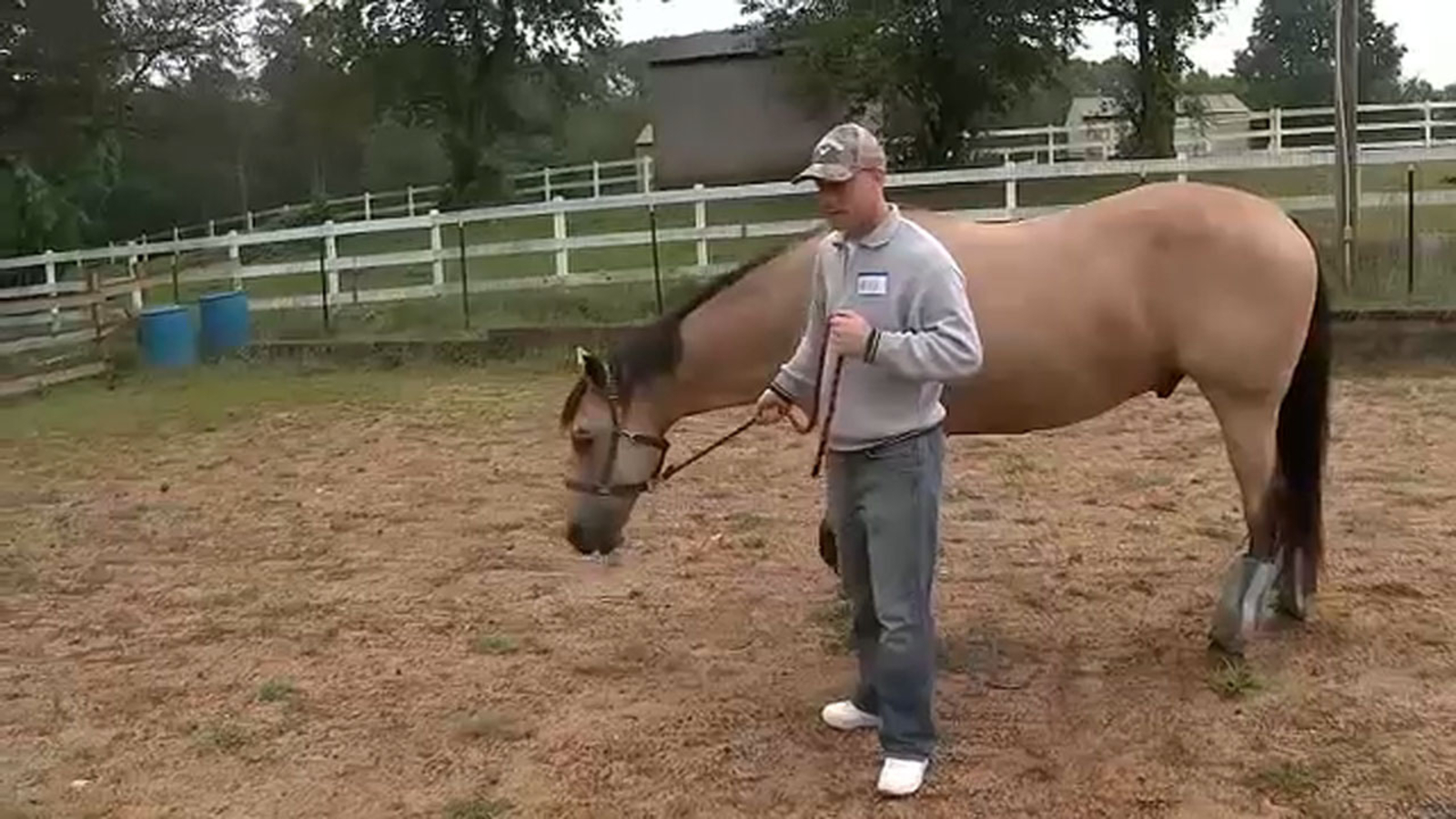 Equine therapy offering support to veterans at Serenity Stables in