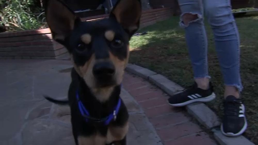 Dogs rescued from Mexico animal testing facility get new leash on life
