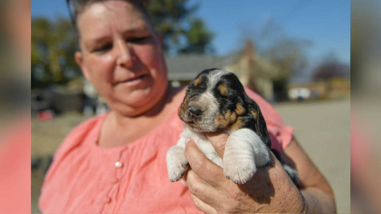 Healdsburg vineyard owner loses crop, names newborn puppy after Kincade Fire