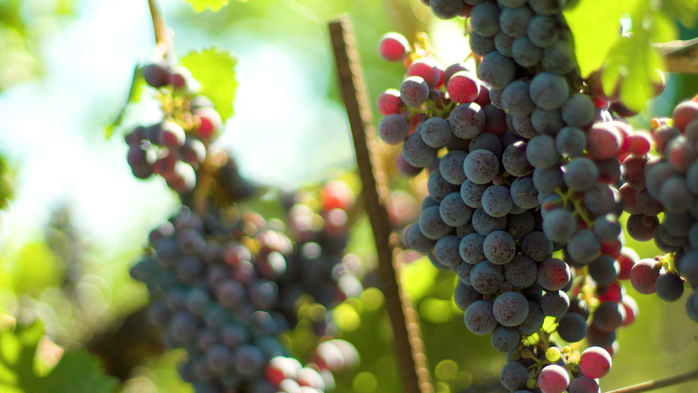 Where to stomp grapes in Napa Valley