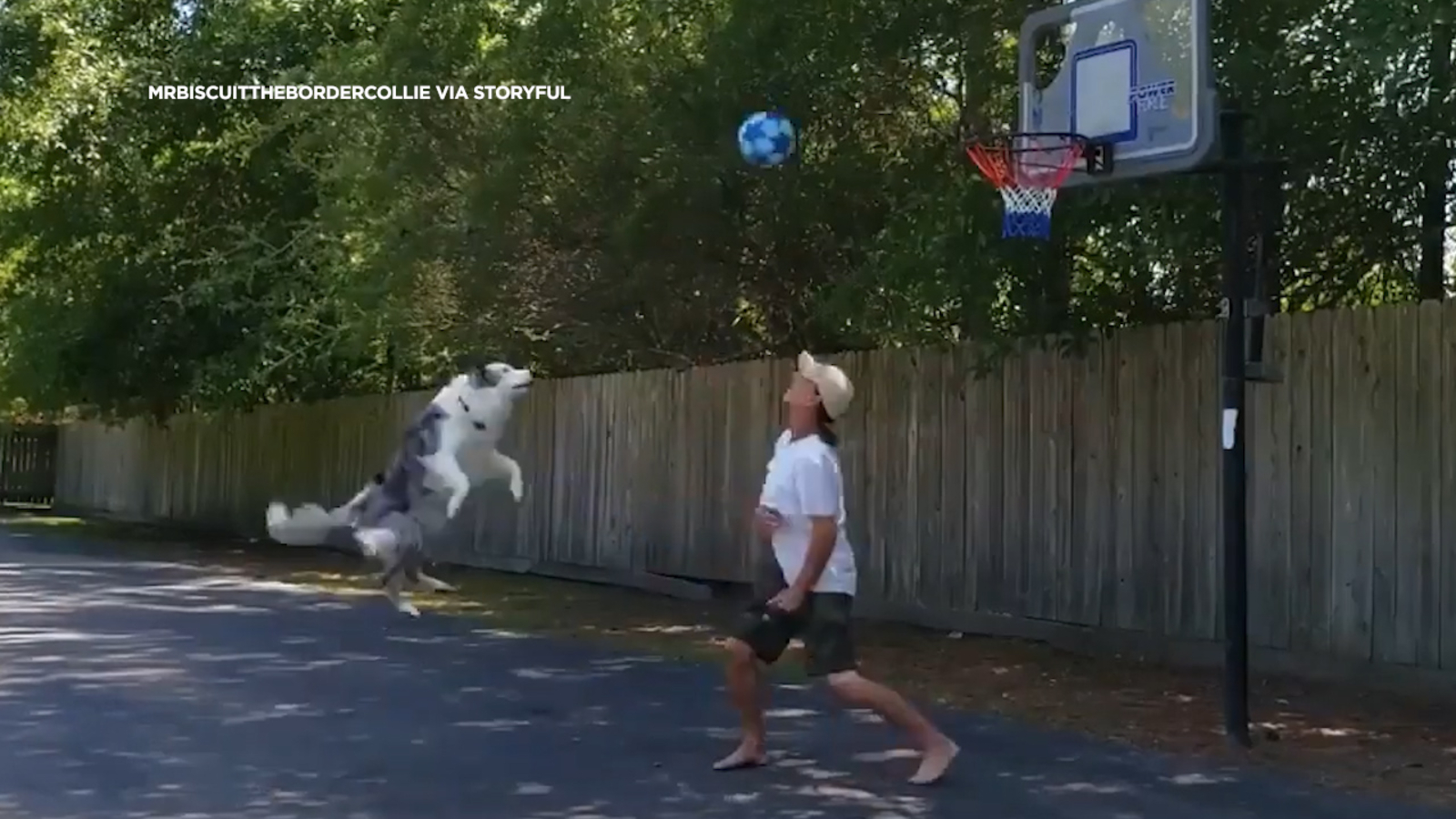 Border collie makes twopoint shot with his nose ABC7 Los Angeles