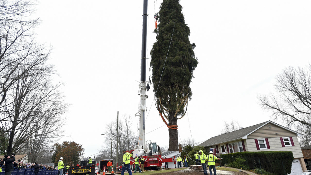 AccuWeather: Rockefeller Center Christmas Tree harvested in Orange County, New York