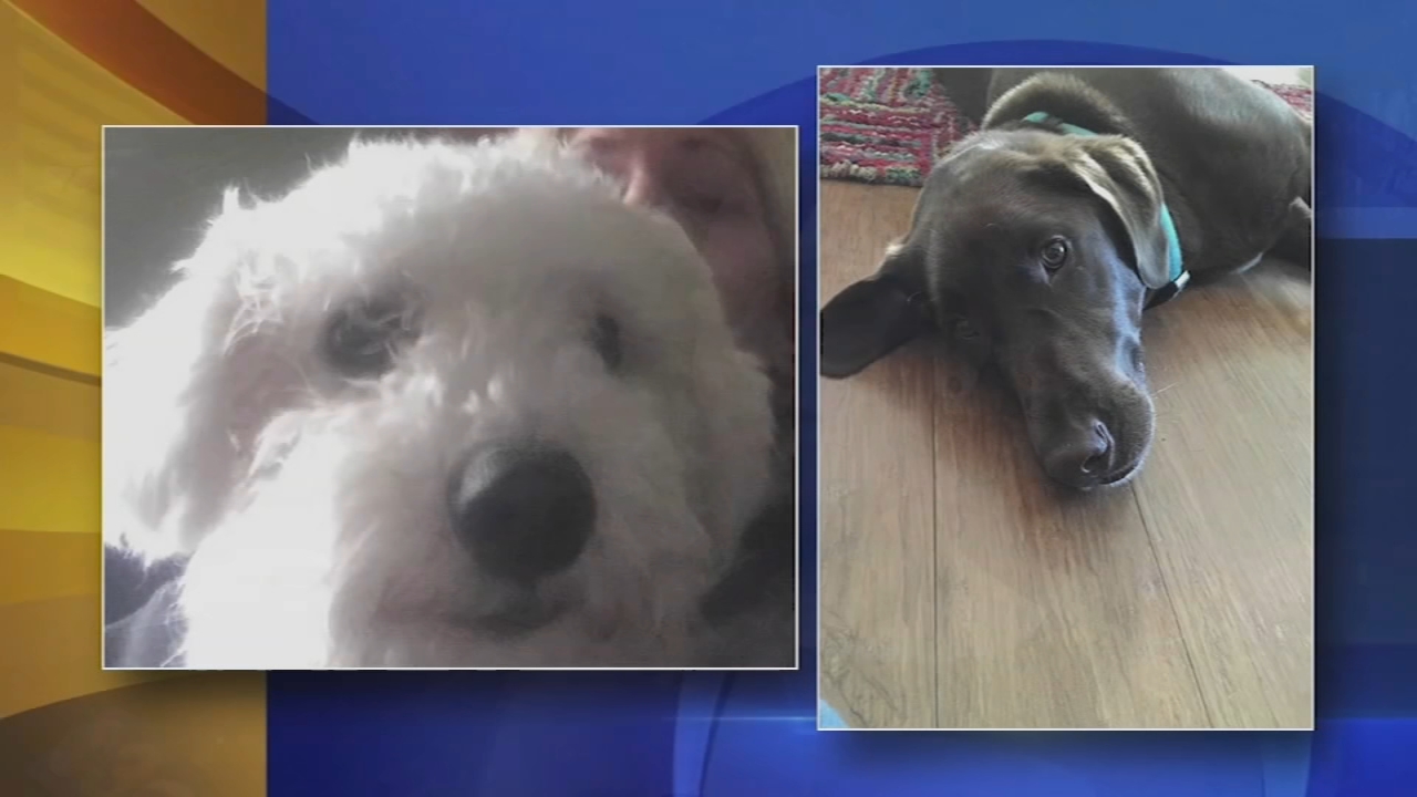 Police investigate after deaths of New Jersey family's two dogs
