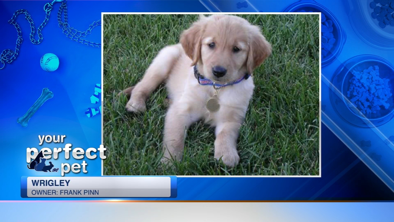 Perfect Pet ABC7 Chicago