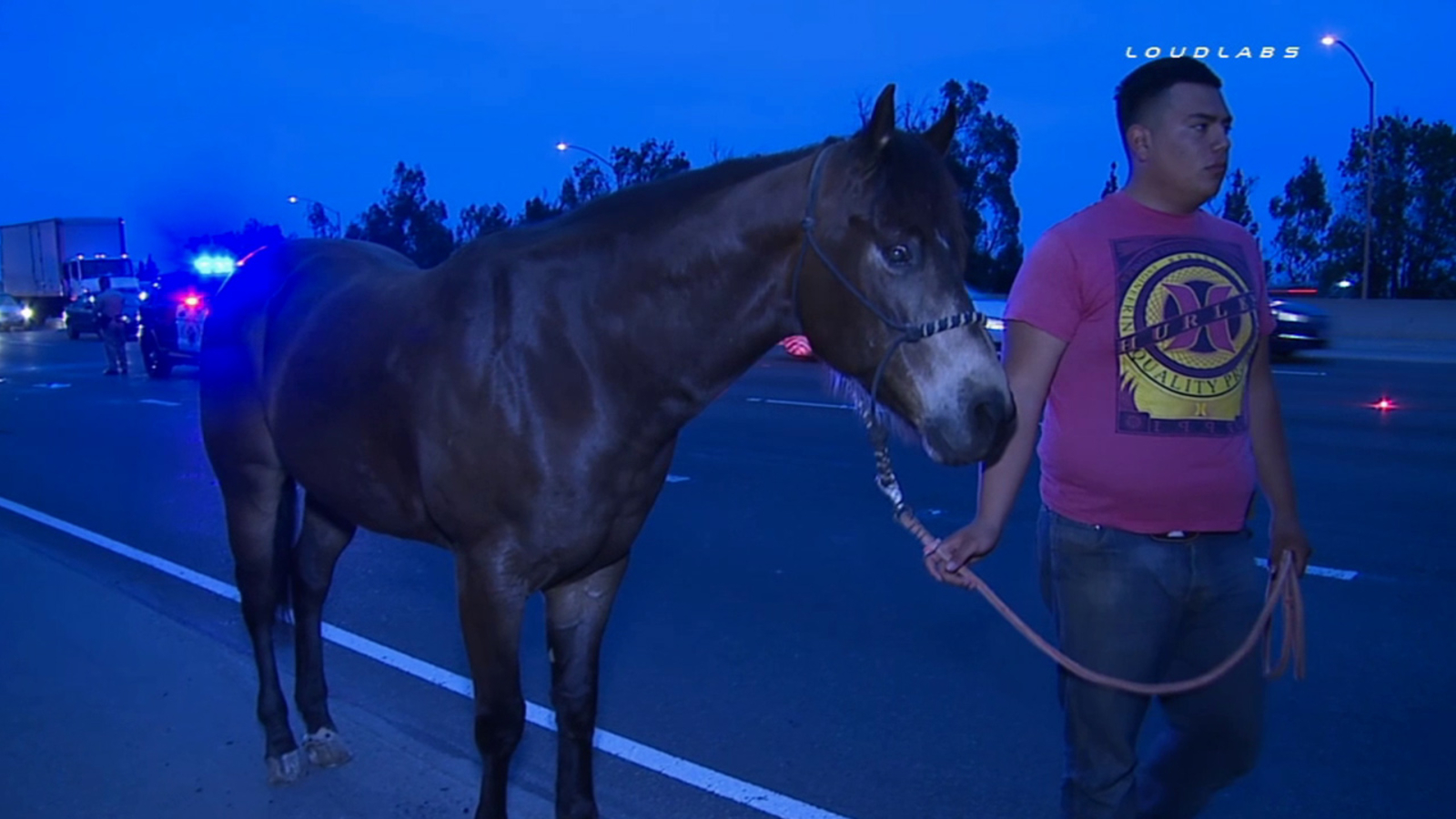 Horse injured in crash on 60 Freeway in Pomona - ABC7 Los Angeles