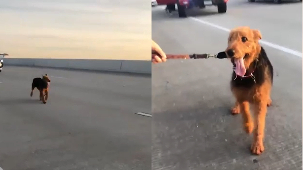 Multiple drivers stop on Beltway 8 to rescue dog