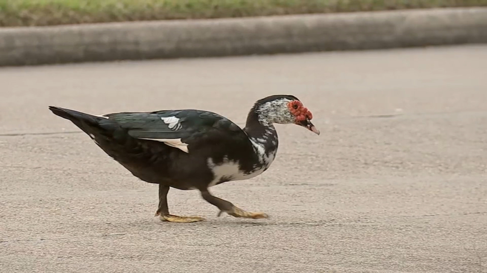 Pearland gives OK for residents to kill 'invasive' ducks ABC13 Houston