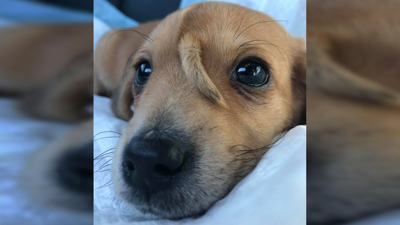 News Fix Unicorn Puppy Captures Hearts All Over Internet Abc7 Chicago