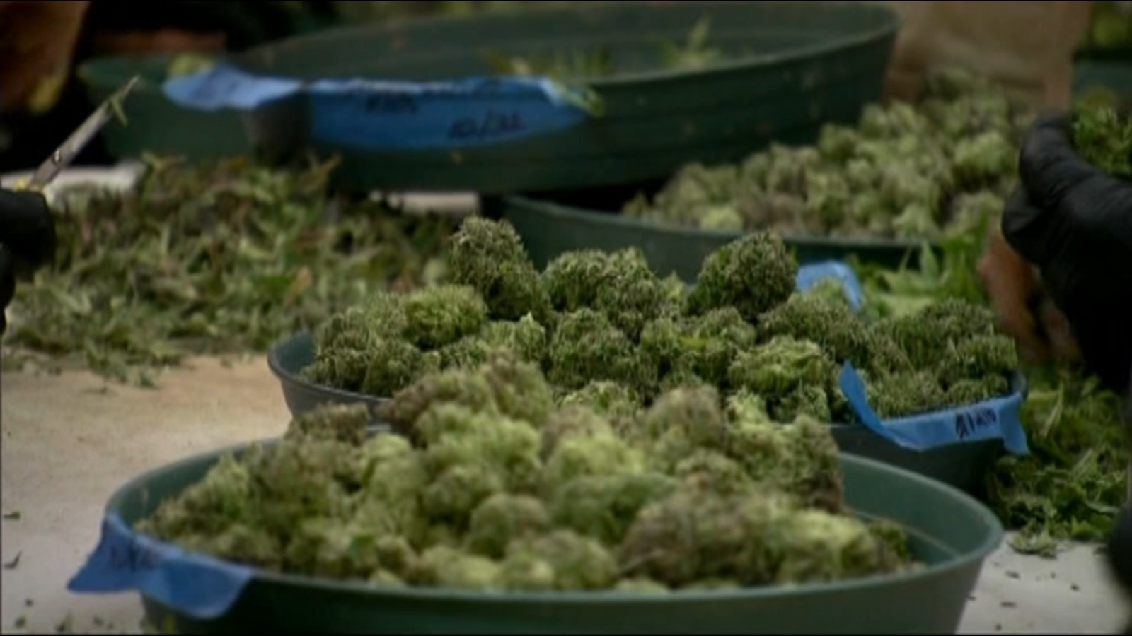 Chicagoarea marijuana dispensaries hosting job fair this weekend