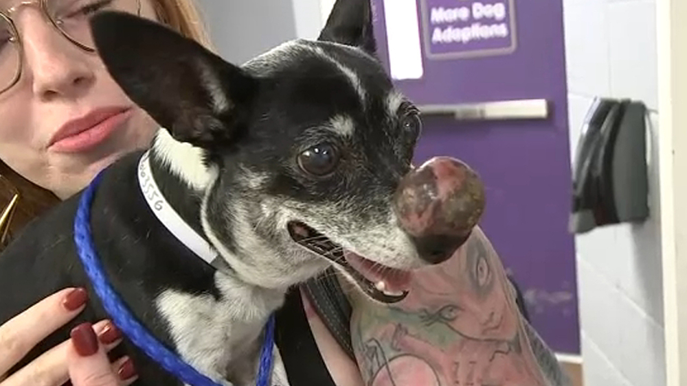 Stray with nose growth named Rudi the Red-Nosed Chihuahua