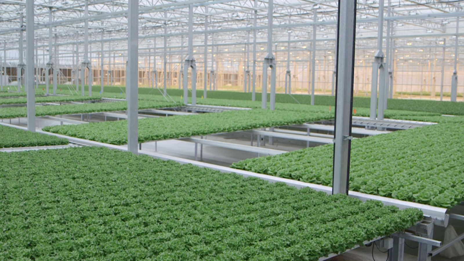 Gotham Greens builds new lettuce greenhouse, brings local jobs and