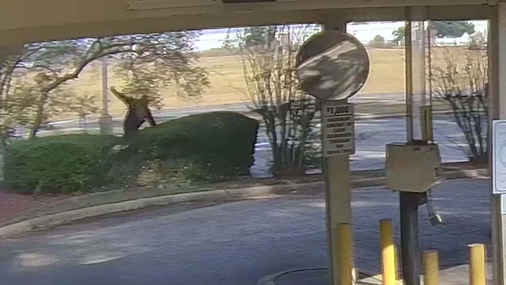 Clumsy criminal and getaway driver still on the run