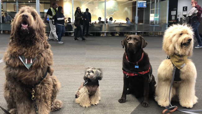 sfo's wag brigade is paw-fect stress reliever for airport