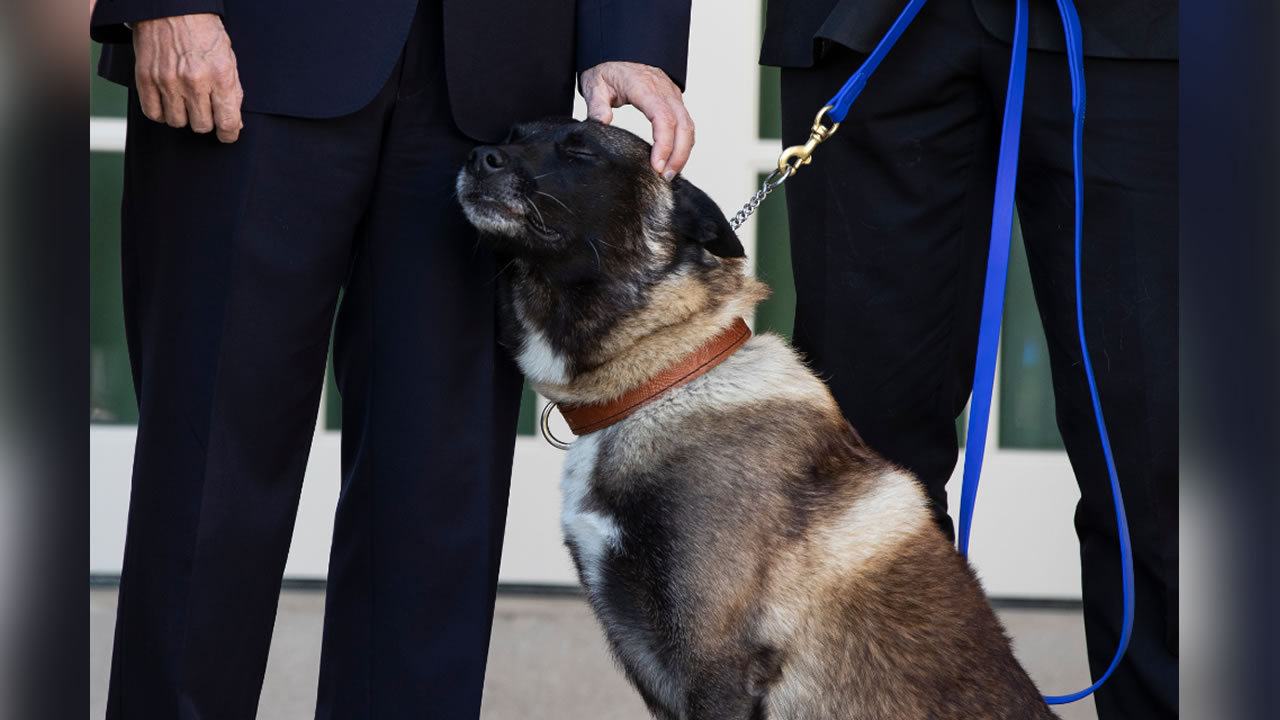 Conan the dog, hurt in terror raid, welcomed at White House