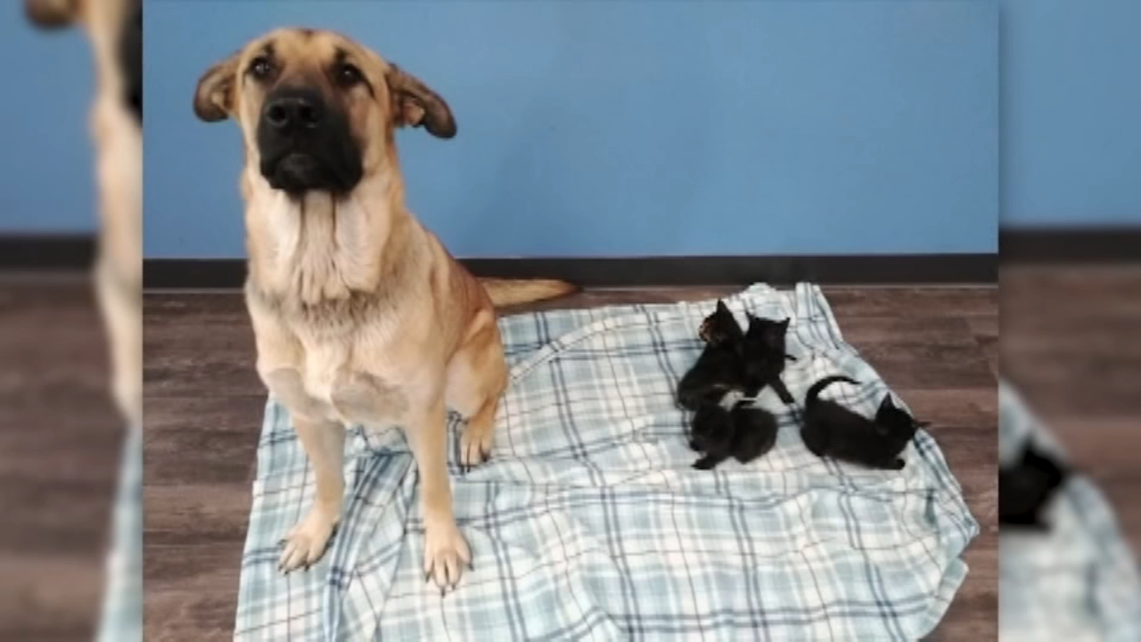 Stray dog found keeping five kittens warm on the side of a road