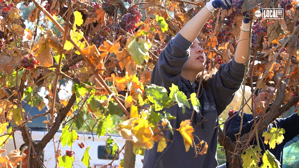 Students Pick Fruit to Donate to People in Need