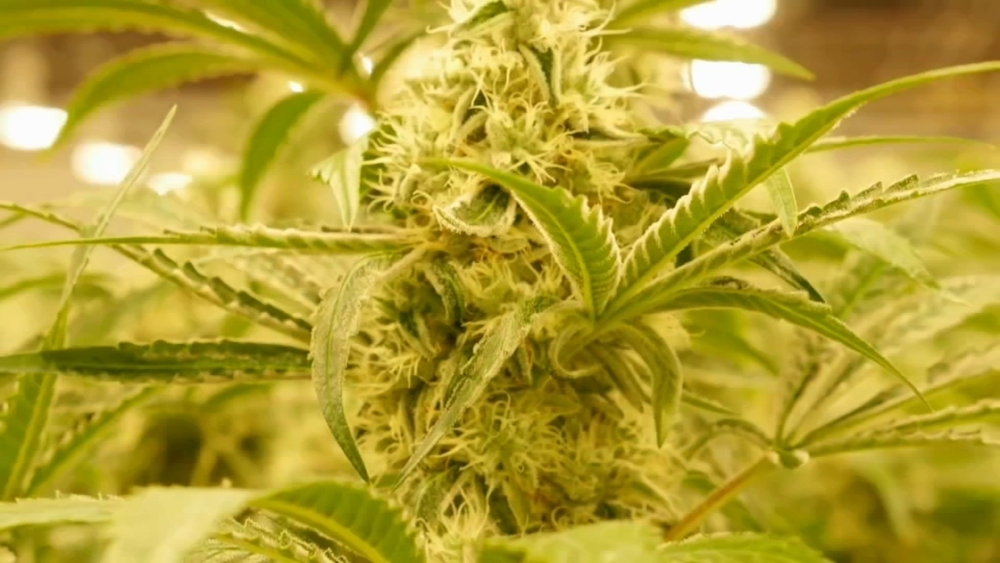 Does Weed Help Weight Loss: Unveiling the Surprising Truth