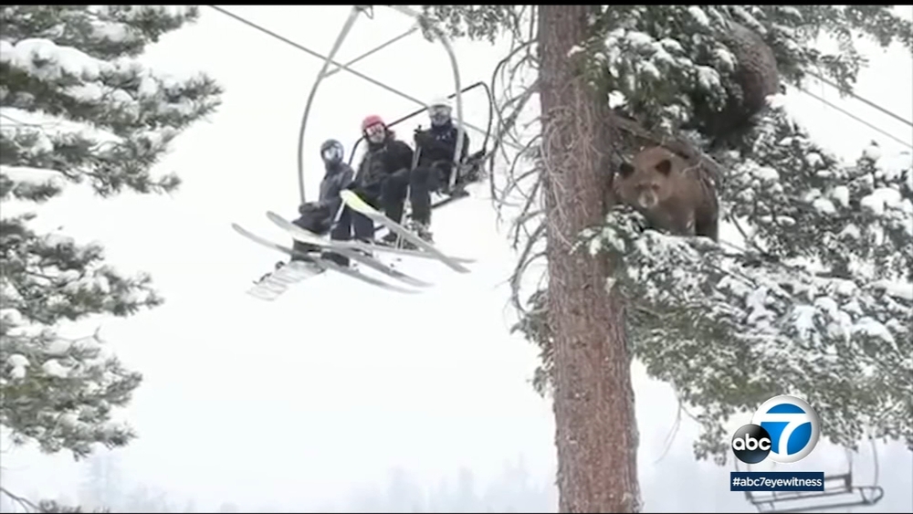 Baby bear and mama watch skiers at Mammoth