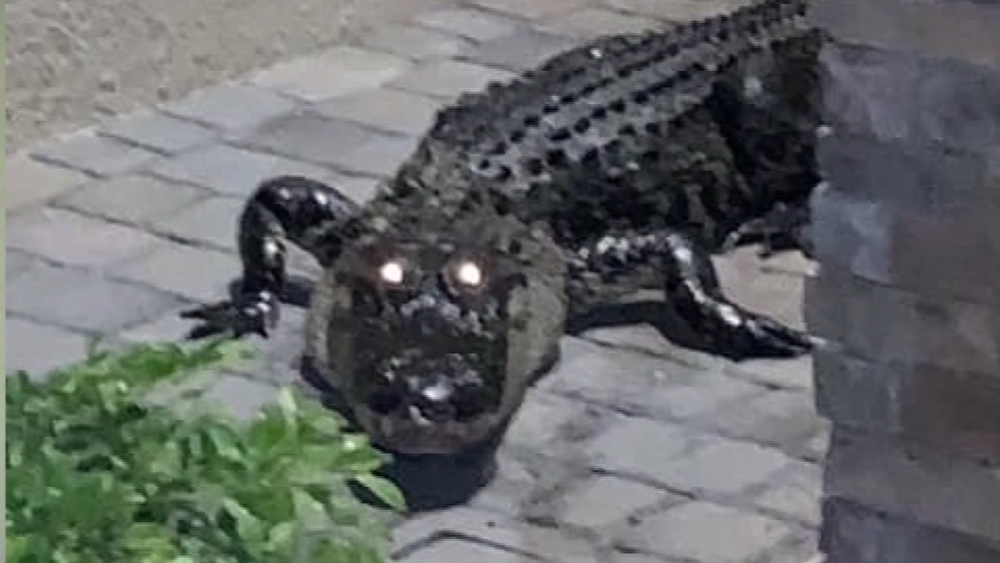 Gator crashes Florida family's Thanksgiving