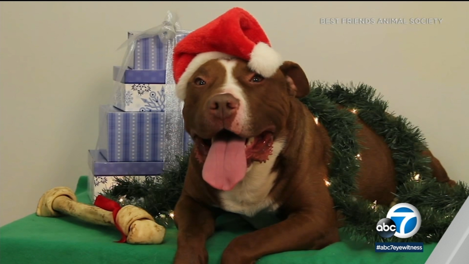 Take a dog, cat home for the holidays with waived adoption fees at Best