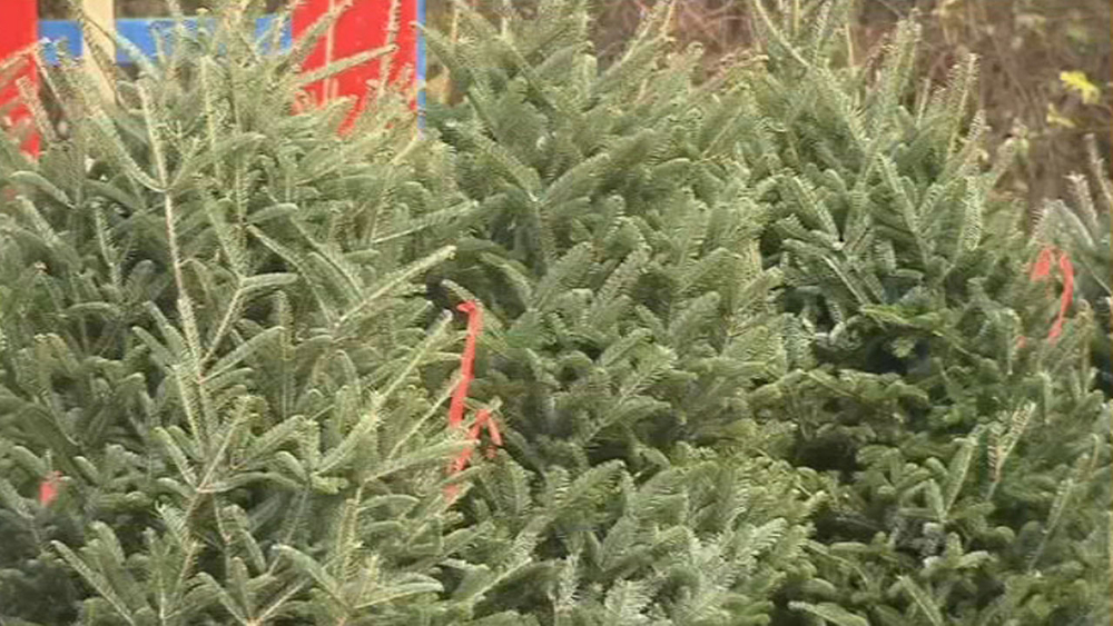 Christmas tree sales expected to surge this year