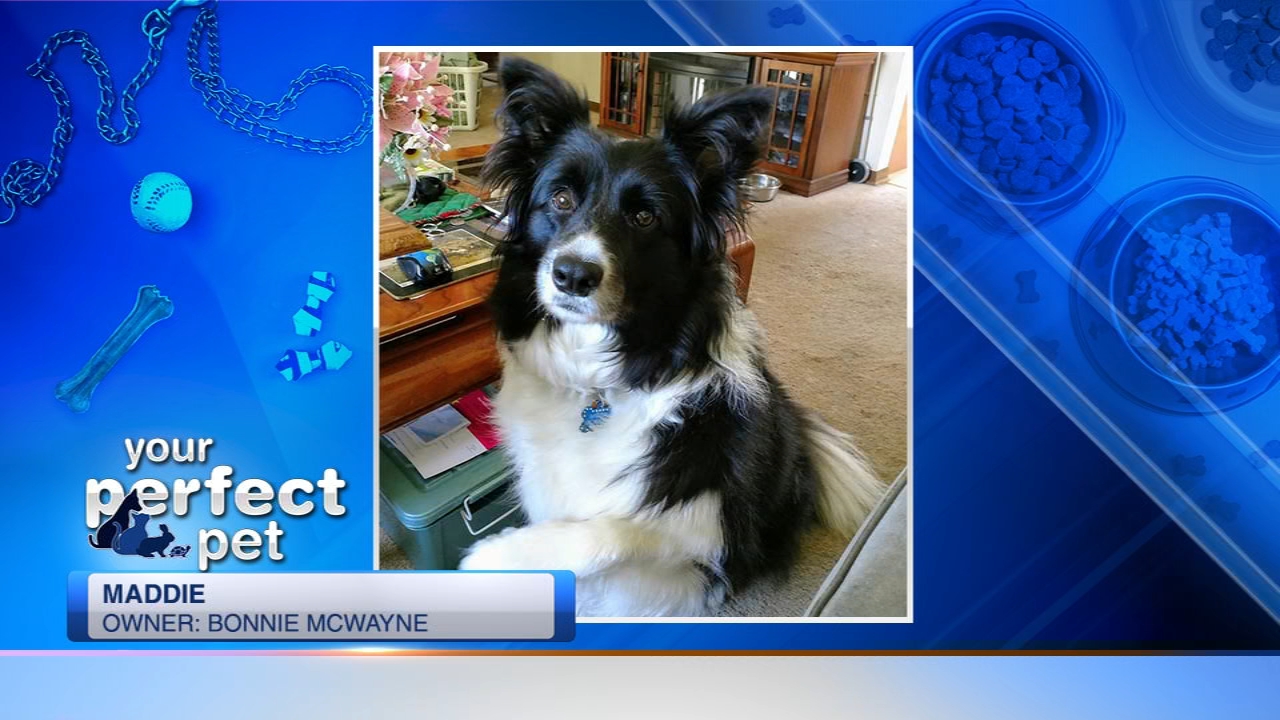 Perfect Pet ABC7 Chicago