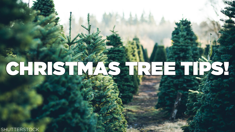 8 tips for buying, maintaining the perfect Christmas tree