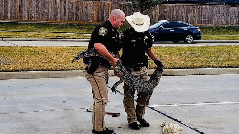 Alligator Found Roaming In Fort Bend County Neighborhood Abc13 Houston