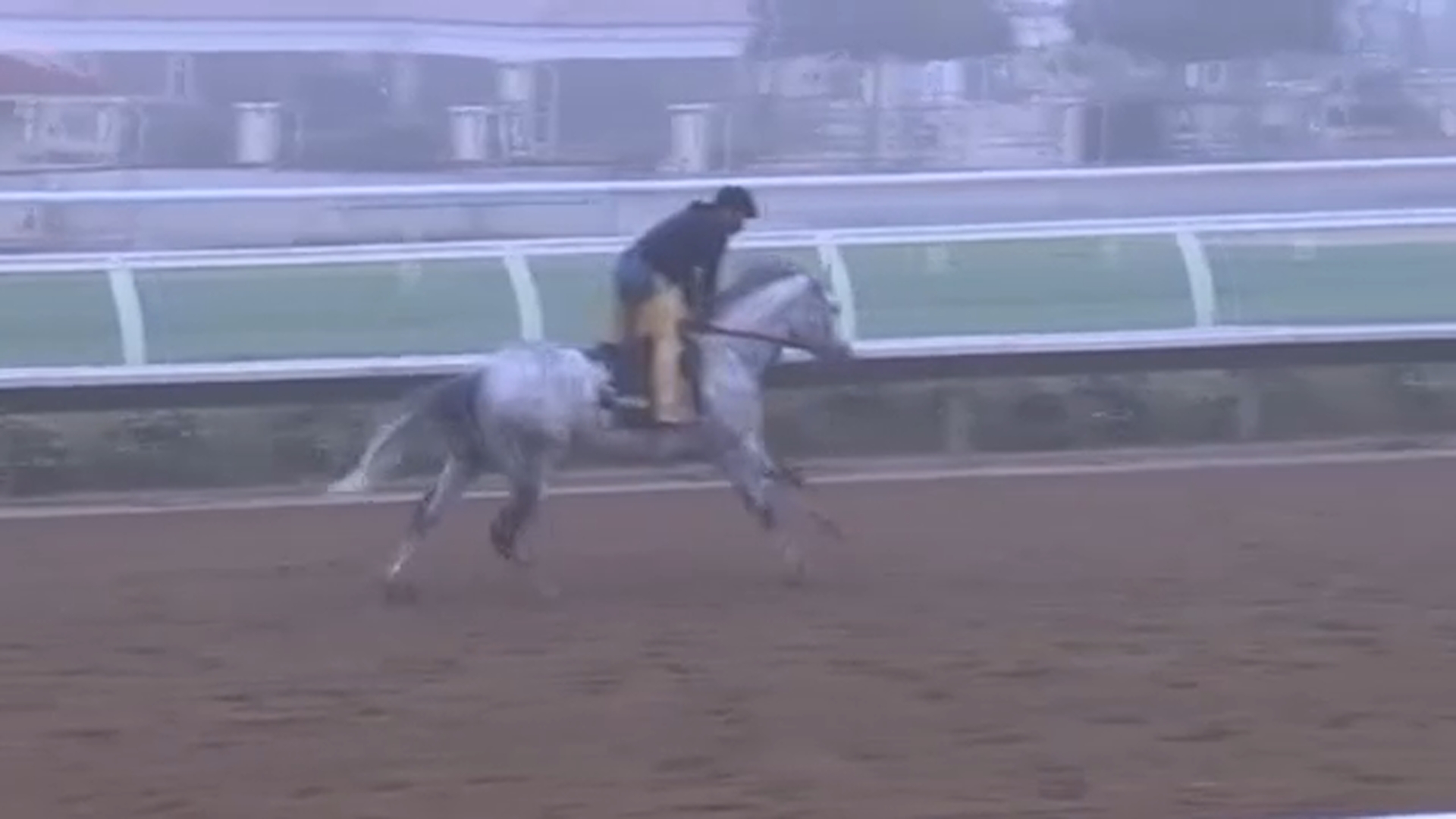 Activist outraged after 3-year-old horse was euthanized