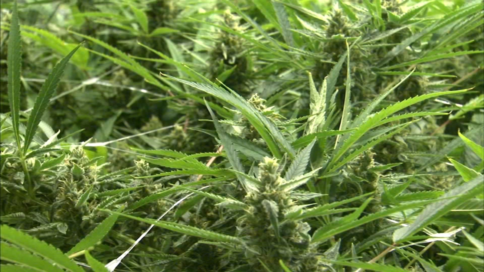 Illinois cities, businesses prepare for legal recreational marijuana sales in 1 month