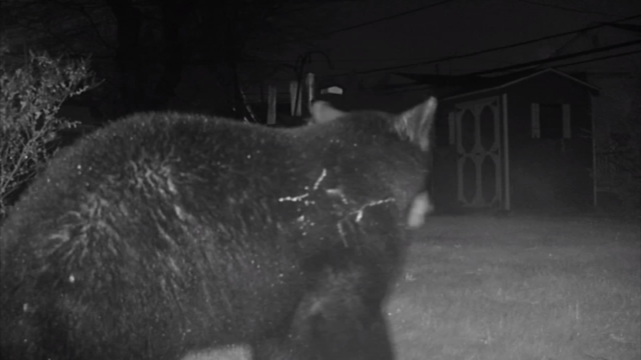 Bear on the loose for several days spotted in Delaware County