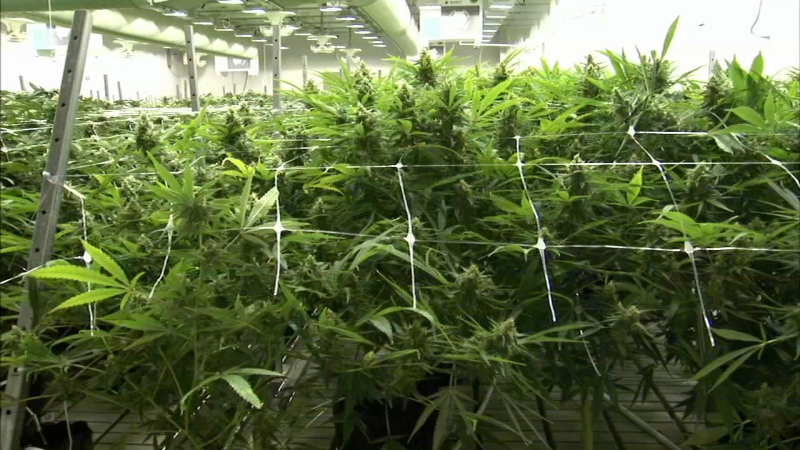 Kenosha Sheriff Reminds Residents Marijuana Will Still Be Illegal In 