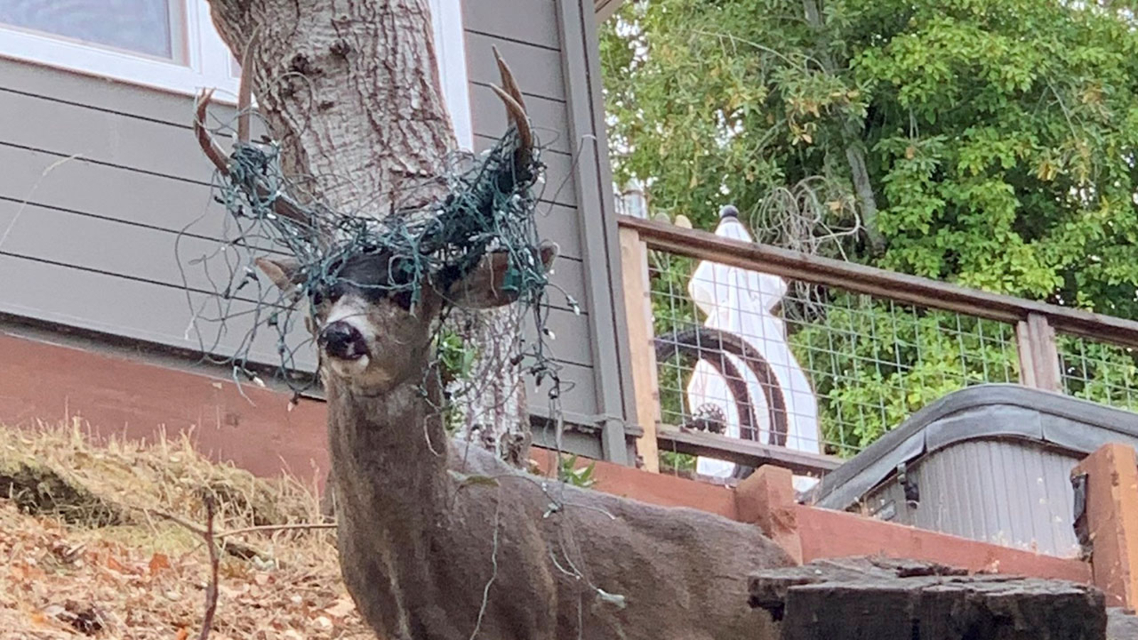 Deer sporting its own headlights seen roaming Marin County ABC7 San