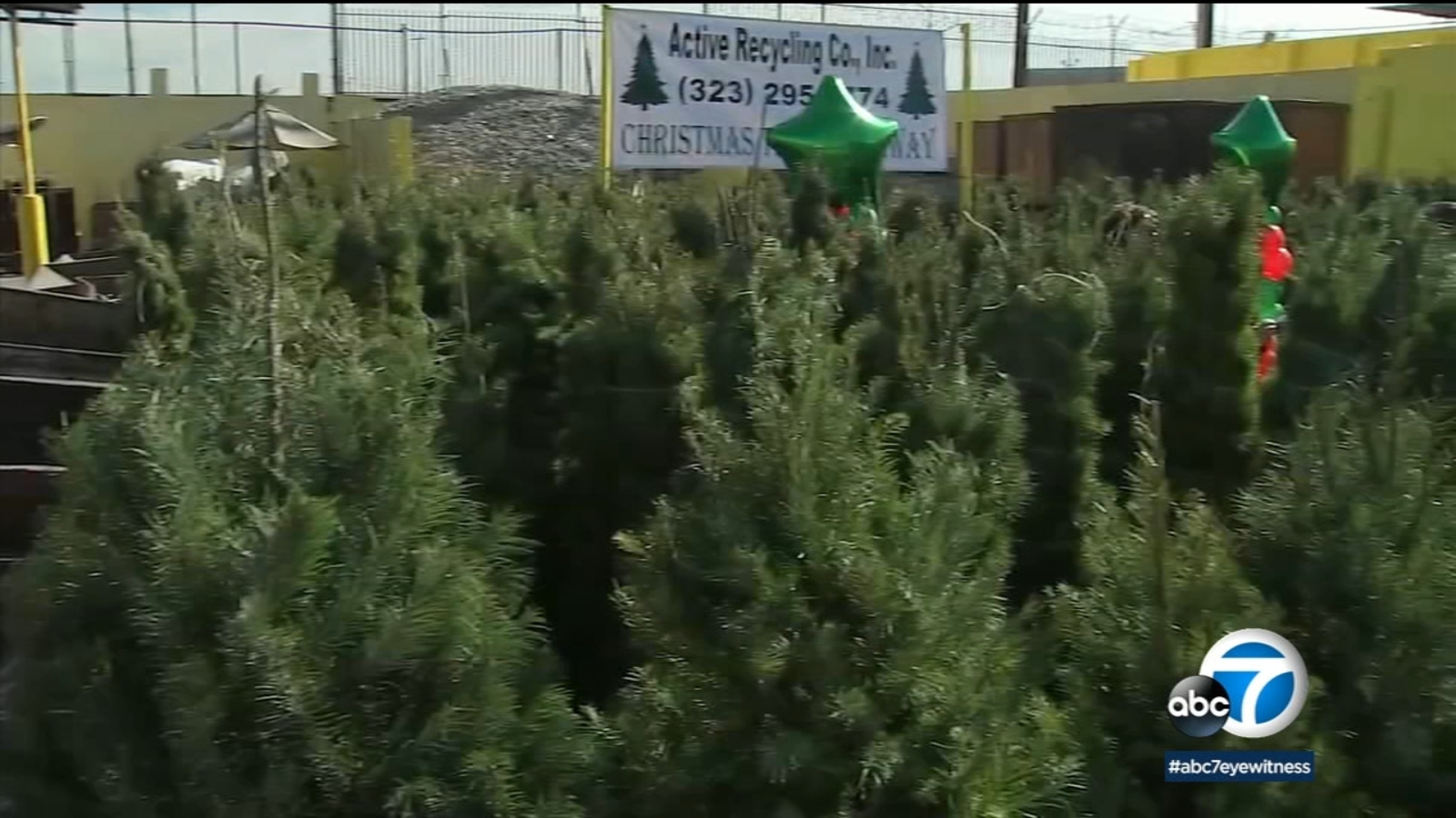 LA recycling company offering free Christmas trees for trash - ABC7 Los ...