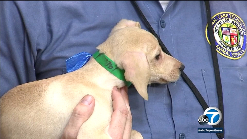 Watch out for puppy scams, LA official warns