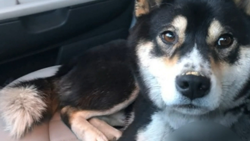 Fresno County Family Reunited With Dog Day After It Was Stolen From Backyard