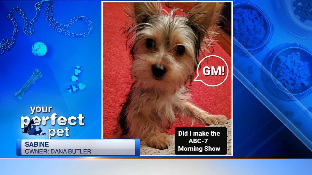 Perfect Pet ABC7 Chicago