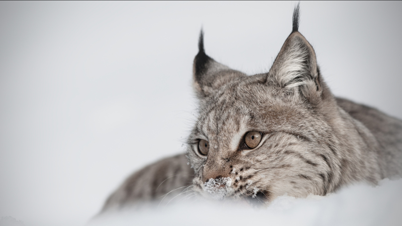 Here Kitty Kitty Woman Records Encounter With Wild Lynx Abc7 Chicago