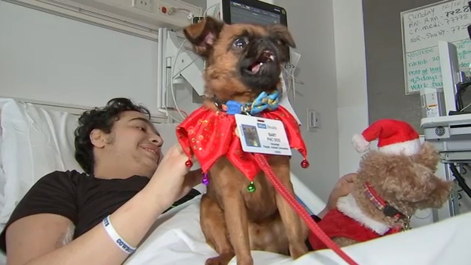 Therapy dogs bring holiday cheer to patients at Ronald Reagan UCLA ...