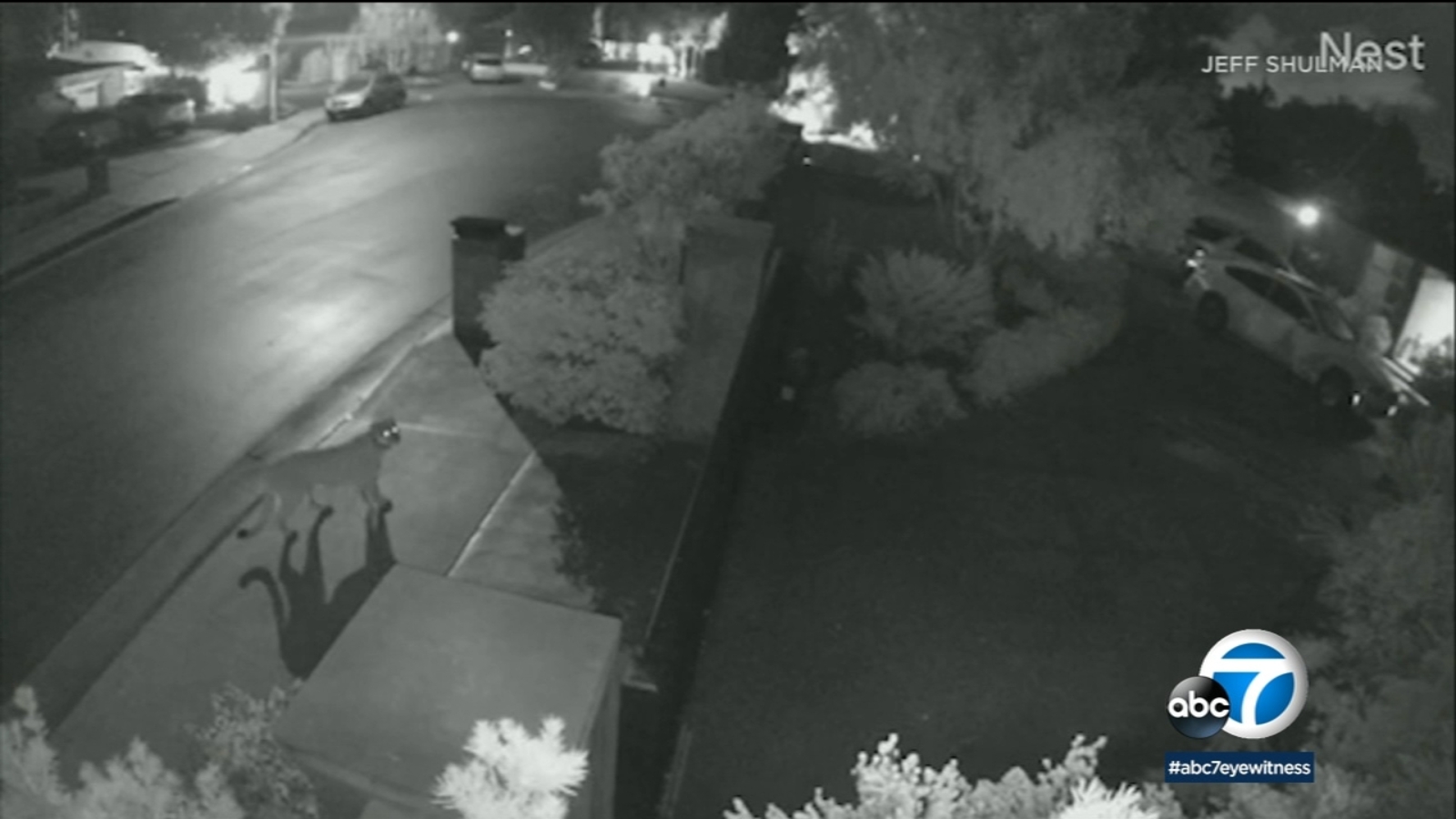 Tarzana residents on edge after mountain lion spotted in residential ...