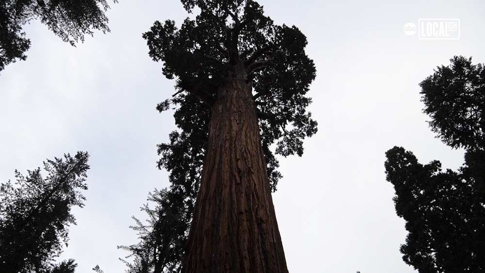 Annual "Trek to the Tree" Honors The Nation's Christmas Tree