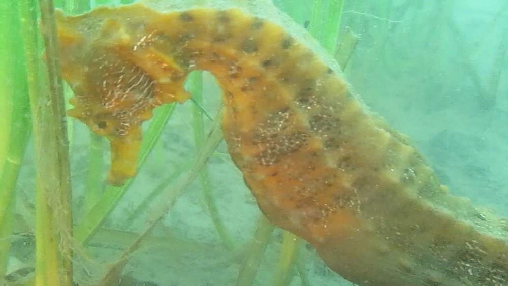 From school teacher to seahorse sanctuary whisperer!