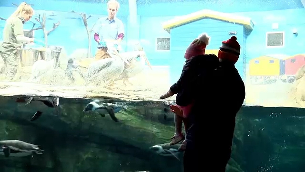 How zoos keep animals safe in the winter